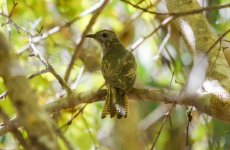 1 Cuckoo barred wings odd.jpg