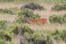 2014_08_04 (7a)_White-tailed_Deer (800x533).jpg