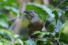 3 Tawny Breasted Honeyeater.jpg