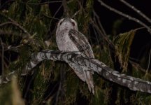 Frogmouth Bamaga(1).jpg