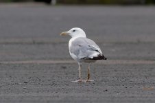 Caspian-Gull-(1)-web.jpg