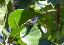 12 Mangrove  Gerygone Atherton.jpg