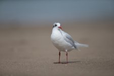 Mediterranean Gull f3.2.jpg