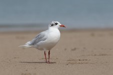 Mediterranean Gull F9 .jpg