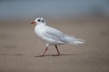 Mediterranean Gull F3.2 .jpg