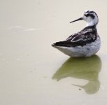 IMG_7173 Red-necked Phalarope @ LV.JPG