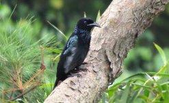 IMG_7285 Hair-crested Drongo @ Tai O.JPG