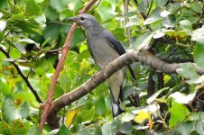 IMG_7299 Black-winged Cuckooshrike @ Tai O.JPG