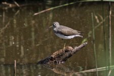 Green_Shank_IMG_6035.jpg