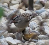 rsz_1chipping_sparrow_02.jpg