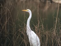 egret.jpg