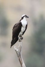 2014_08_04 (12)_Osprey (533x800).jpg