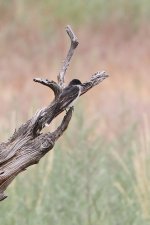 2014_08_04 (13)_Eastern_Kingbird (534x800).jpg