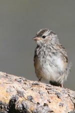 2014_08_10 (1a) White-crowned_Sparrow (533x800).jpg