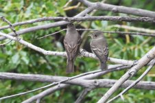 2014_08_04 (15)_Western_Wood_Pewee (800x533).jpg