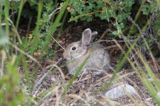 2014_08_04 (16)_Rabbit_sp (800x533).jpg