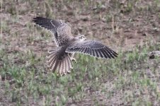 2014_08_10 (6)_Prairie_Falcon (800x533).jpg