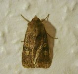 moth 1.JPG