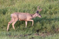 2014_08_10 (8)_Mule_Deer (800x533).jpg