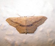 moth4.JPG