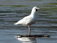 1 Gull Acnaharaid Beach paint.jpg