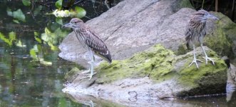 IMG_6998 juvenile Black-crowned Night Heron @ DB.JPG