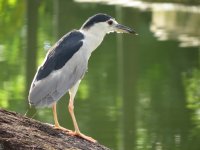 IMG_7045 Near-adult Black-crowned Night Heron @ DB.JPG