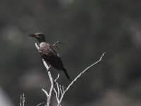 northern flicker.JPG