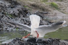 Black Headed Gull Diving.jpg