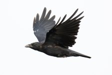 Carrion Crow in Flight.jpg