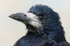 Crusty Crow.jpg