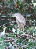 2014.10.01 Juvenile Night Heron.jpg