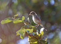 985 Kuti reserve - Malawi 2014.jpg