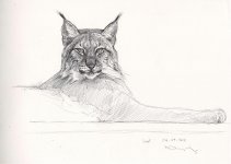Eurasian-Lynx.jpg