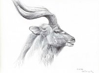 Greater-Kudu-male-1.jpg