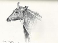 Nilgai-antilope-head.jpg