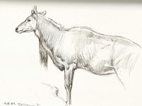 Nilgai-male.jpg