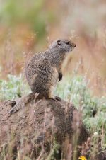 2014_08_05 (1)_Uinta_Ground_Squirrel (533x800).jpg