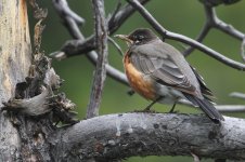 2014_08_05 (2)_American_Robin (800x533).jpg