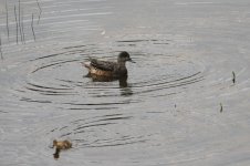 2014_08_05 (2a)_American_Wigeon (800x533).jpg