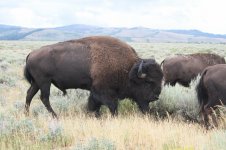 2014_08_05 (3a)_American_Bison (800x533).jpg