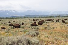 2014_08_05 (3b)_American_Bison (800x533).jpg