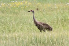 2014_08_05 (5)_Sandhill_Crane (800x533).jpg