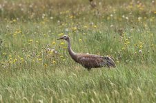 2014_08_05 (5a)_Sandhill_Crane (800x533).jpg