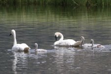 2014_08_05 (6)_Trumpeter_Swan (800x533).jpg