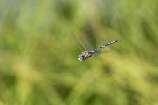 2014_08_11 (1)_Paddle-tailed_Darner (800x533).jpg