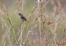 1016 Pájaro - Kuti reserve - Malawi 2014.jpg