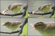 warbler,-large-billed-leaf010.jpg