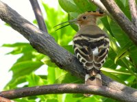 IMG_7570 Hoopoe @ RDBT.JPG