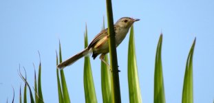 IMG_7555 Plain Prinia @RDBT.JPG